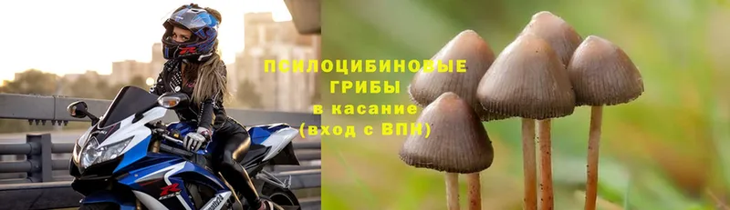 Галлюциногенные грибы MAGIC MUSHROOMS  Буй 